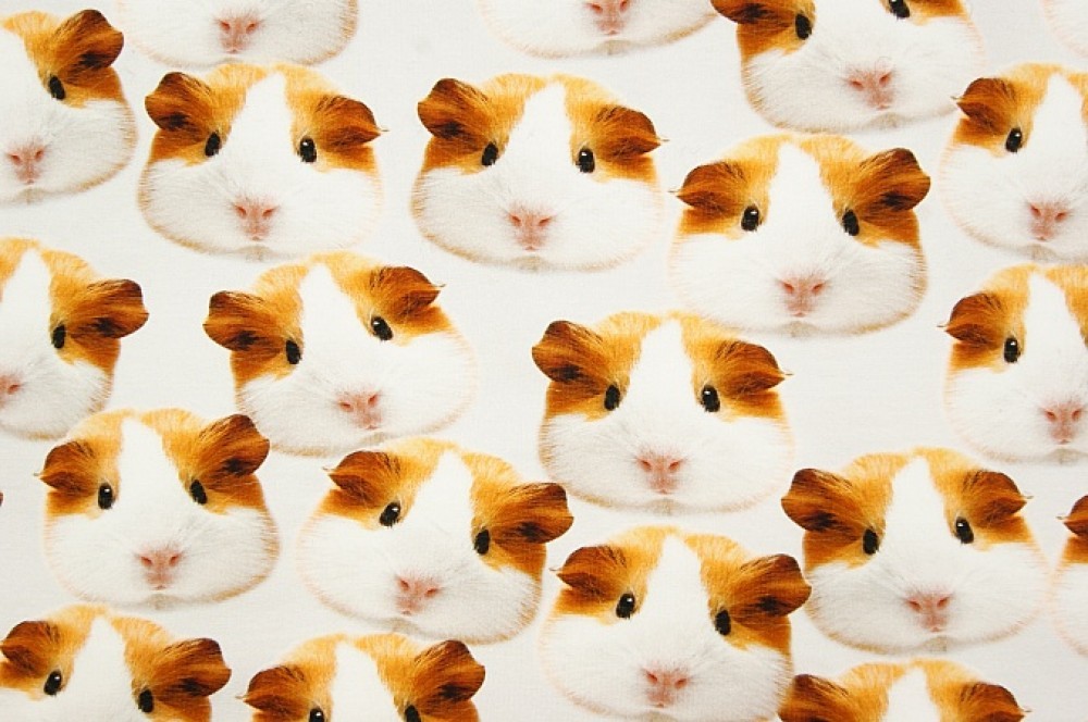 Digitale fotoprint tricot cavia's